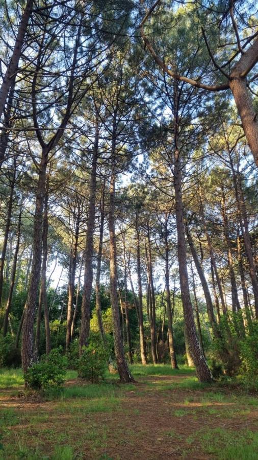 Cocon Du Lac Mobilhome 3 Chambres,6 Pers,Camping Mayotte 5 Etoiles Biscarrosse Landes Екстер'єр фото